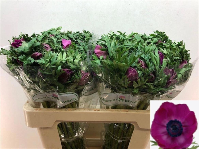 <h4>ANEM CO GALIL PURPER</h4>