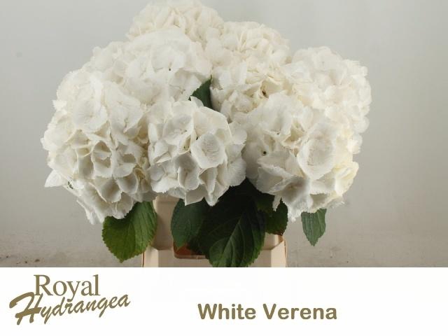 <h4>Hydr M Ch Whi Verena</h4>