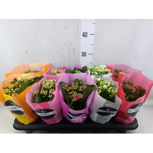 Kalanchoe blos.   ..rosebud rs fl 5
