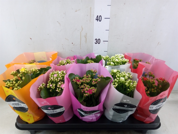 <h4>Kalanchoe blos.   ..rosebud rs fl 5</h4>