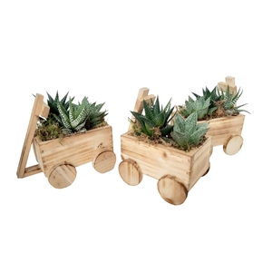 Arr.   Kamerplant Groen L%