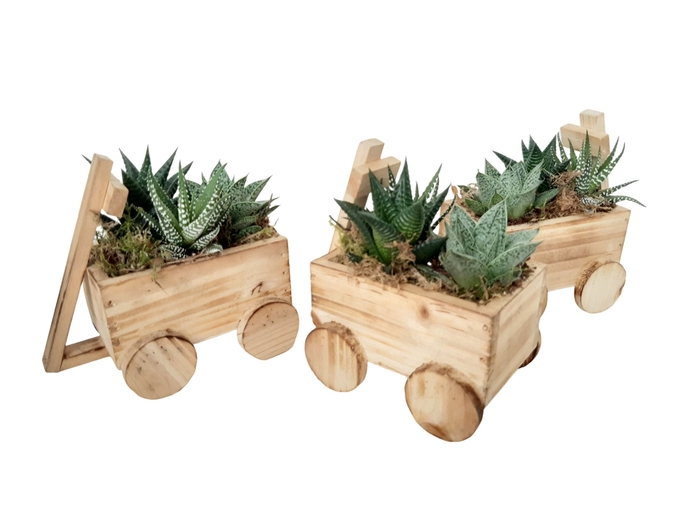 <h4>Arr.   Kamerplant Groen L%</h4>
