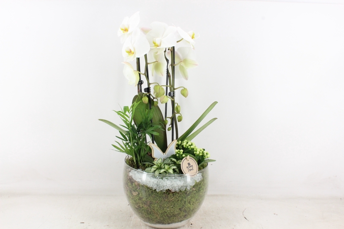 <h4>arr2 PL - Glas henrik Phal. - wit</h4>