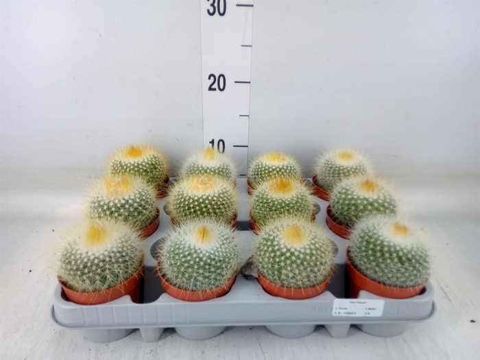 <h4>Parodia haselbergii</h4>