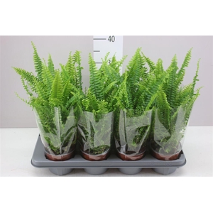 Nephrolepis Ex Green Lady
