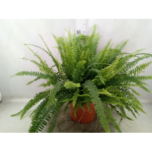 Nephrolepis exal. 'Green Lady'