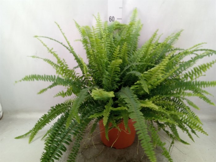 <h4>Nephrolepis exal. 'Green Lady'</h4>