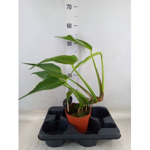 Monstera   ...