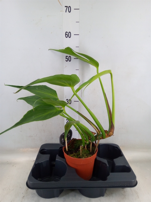 <h4>Monstera   ...</h4>