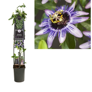 Passiflora 'Damsel's Delight' +3.0 label