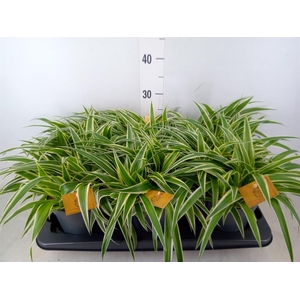 Chlorophytum com. 'Ocean'