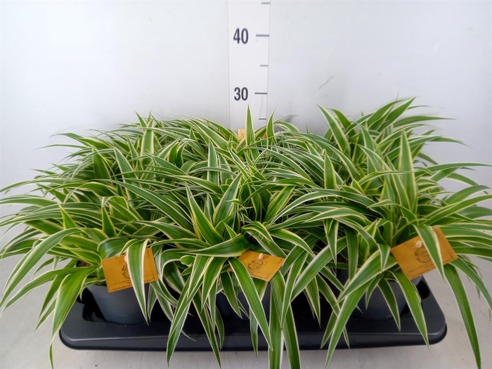 <h4>Chlorophytum com. 'Ocean'</h4>