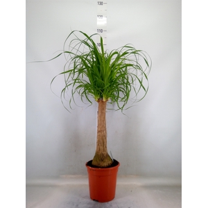 Beaucarnea recurvata