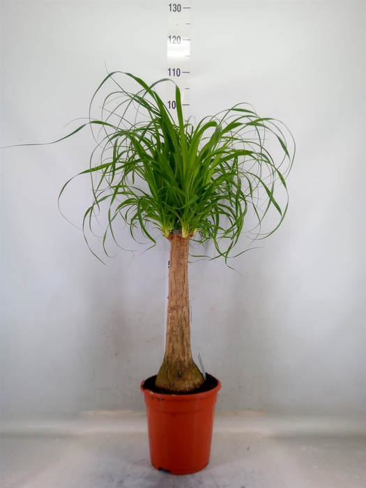 <h4>Beaucarnea recurvata</h4>