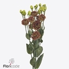 Lisianthus do rosanne terracotta