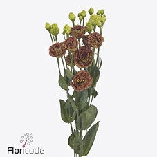 Lisianthus do rosanne terracotta