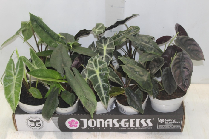 <h4>ALOCASIA P12</h4>