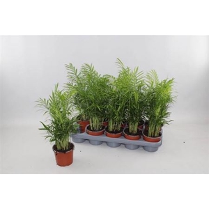 Chamaedorea elegans