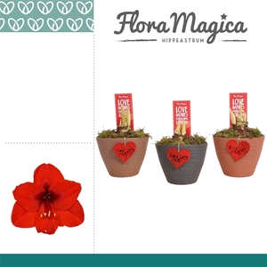 Amaryllis Rood 2 Knop in Ompot Kaja LOVE
