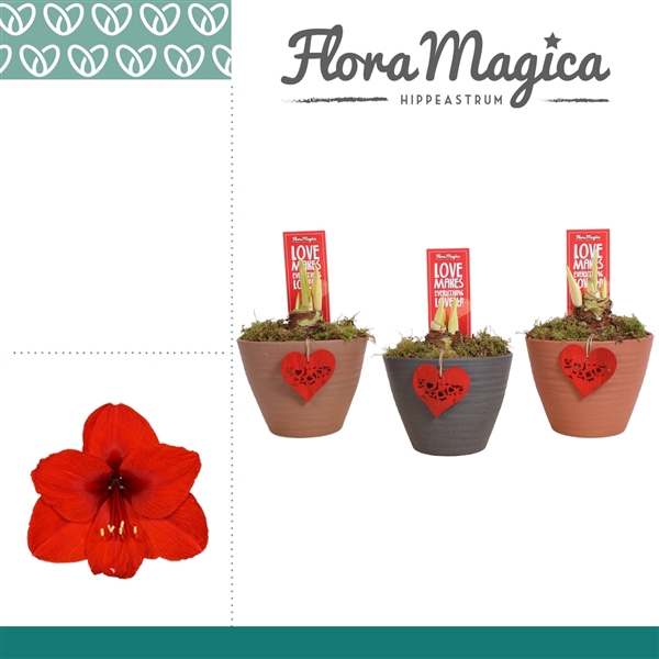 <h4>Hippeastrum Rood 2 Knop in Ompot Kaja LOVE</h4>