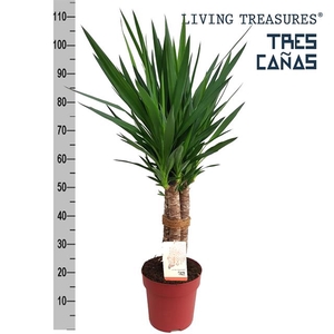 Yucca elephantipes overig 24Ø 120cm 6Head