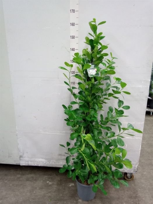 <h4>Ficus microcarpa 'Moclame'</h4>