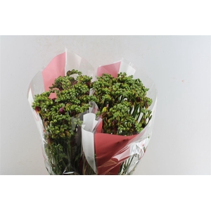 Fr Du Expression Cerise Red