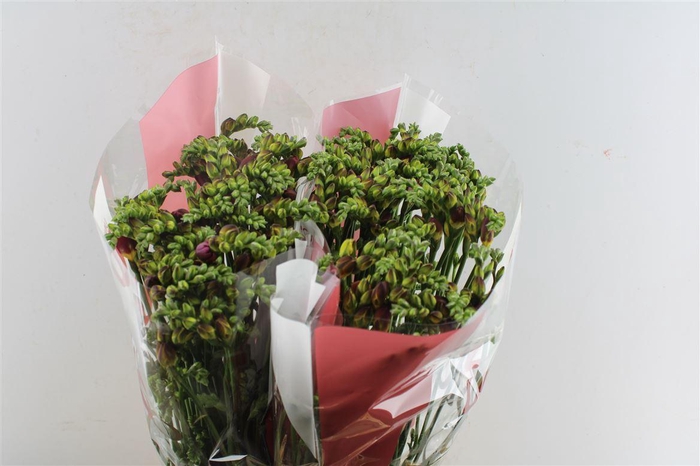 <h4>Fr Du Expression Cerise Red</h4>