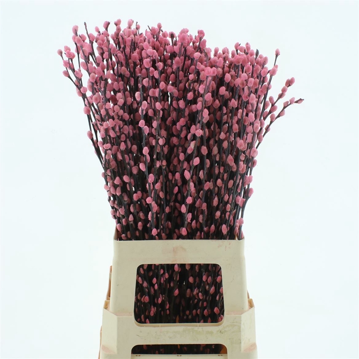 Salix Snow Flake Klb Light Pink