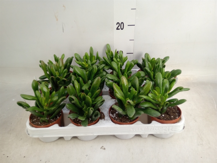 <h4>Crassula ovata 'Horn Tree Red'</h4>