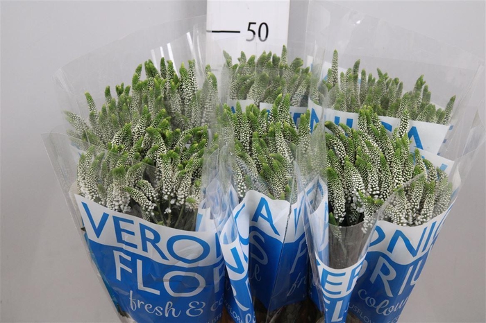 <h4>Veron Smart Caya</h4>