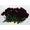 Dahlia Dark Prince