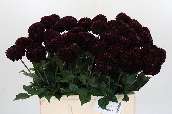 <h4>Dahlia Dark Prince</h4>