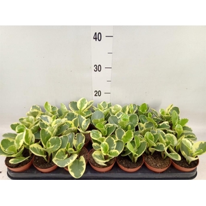 Peperomia obt. 'Variegata'