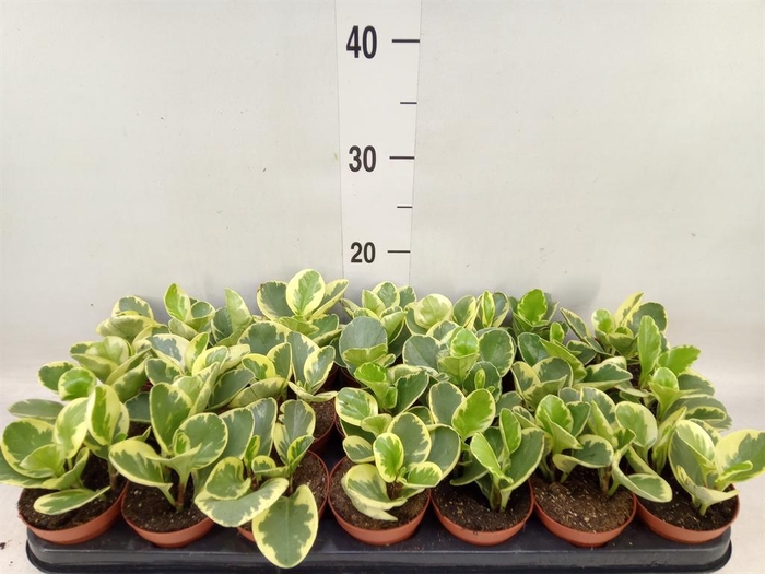 <h4>Peperomia obt. 'Variegata'</h4>