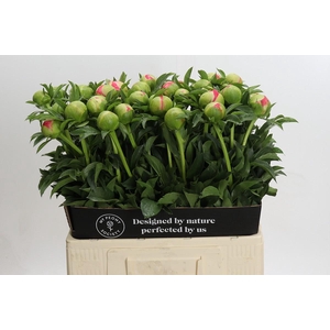 Paeonia Coral Sunset