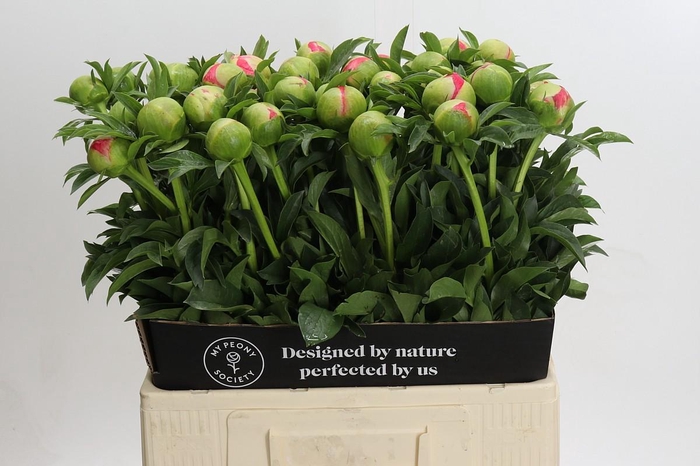 Paeonia Coral Sunset