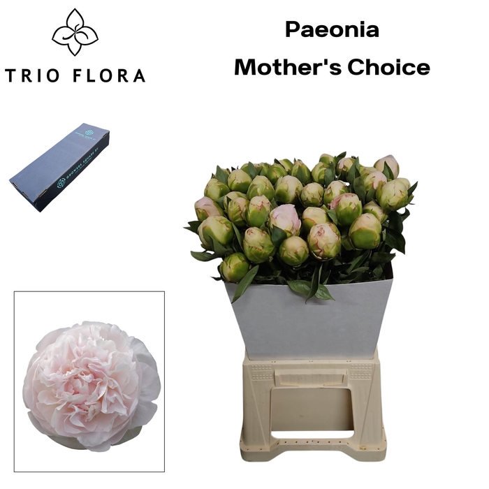 <h4>PAEO L MOTHER CHOICE M Box</h4>