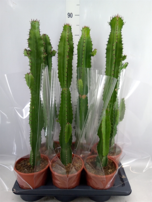 <h4>Euphorbia acrurensis</h4>