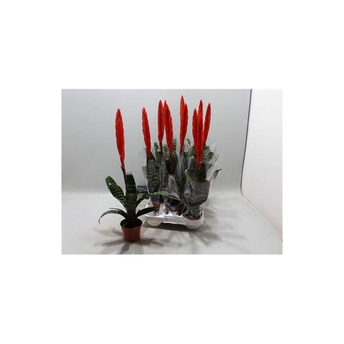 <h4>** Vries Era Winter Promo *</h4>