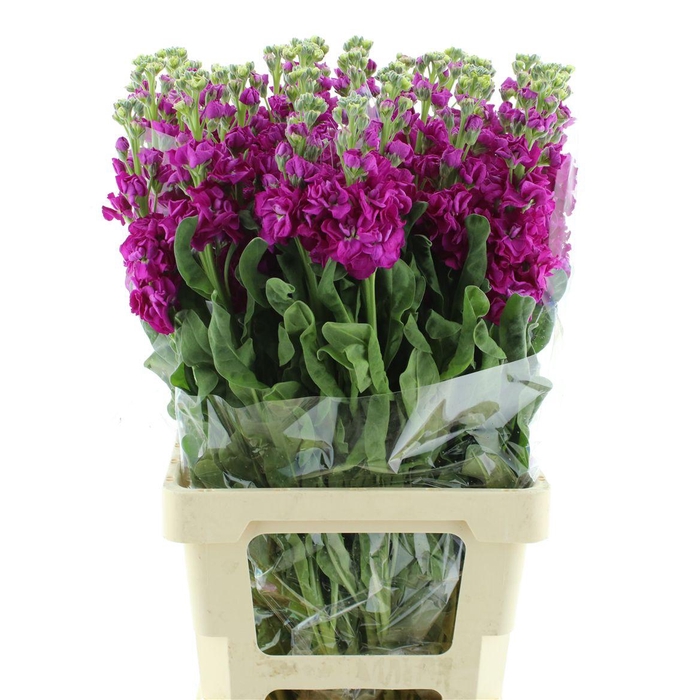 <h4>Matth Incana Iron Deep Pink</h4>