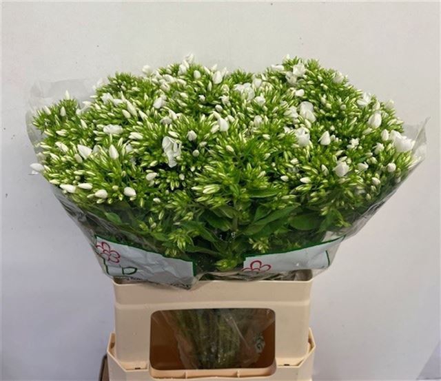 <h4>PHLOX P WHITECAP</h4>