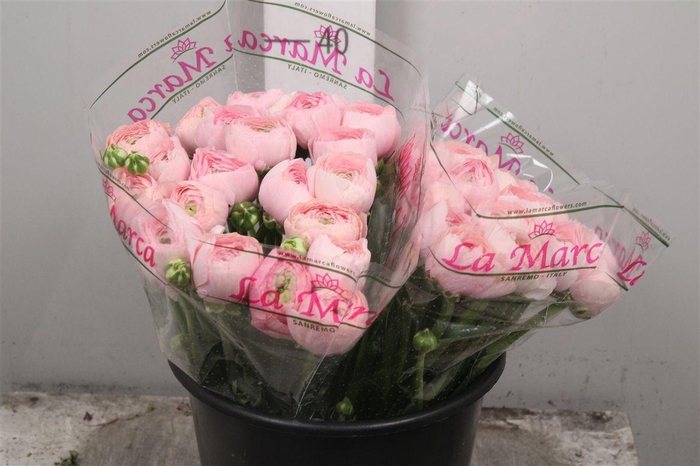 <h4>Ran Cl Su Favola Ex</h4>