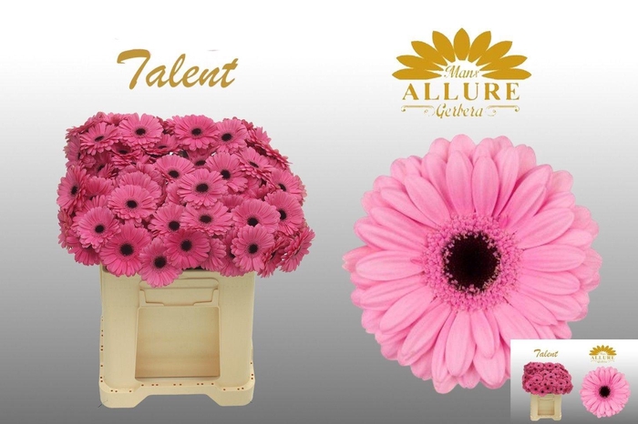 <h4>GE MI TALENT</h4>