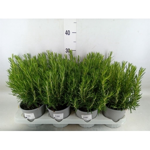 Rosmarinus offi.   ...