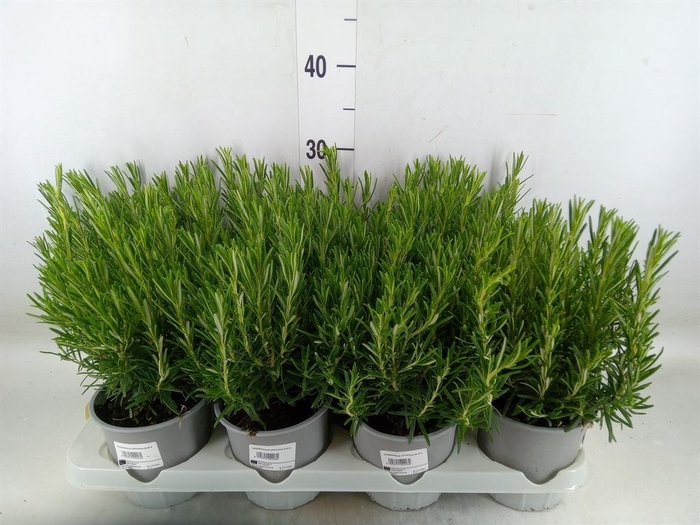 <h4>Rosmarinus offi.   ...</h4>