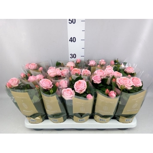 Rosa 'Adele Kordana Grande'