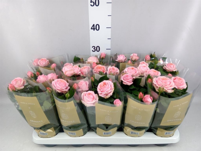 <h4>Rosa  'Adele Kordana Grande'</h4>