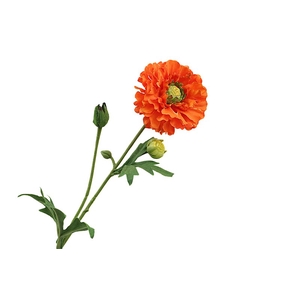 Ranunculus Orange