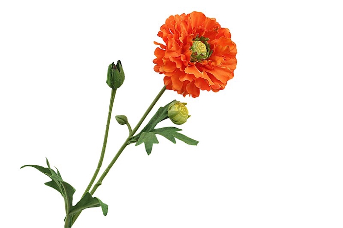 <h4>Ranunculus Orange</h4>